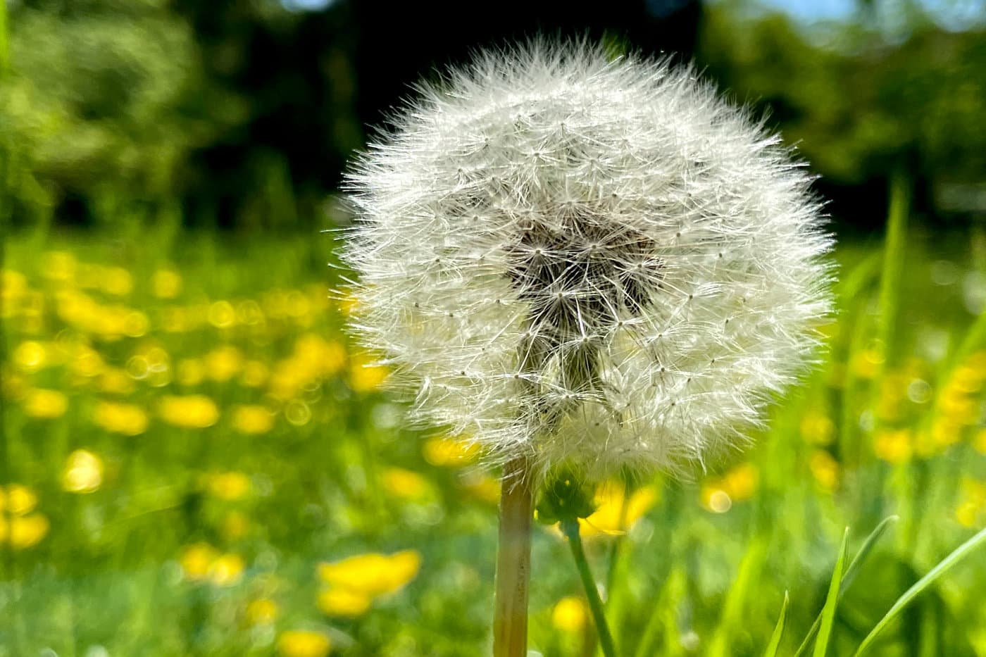Frühling juhu! Nase oh no! 🌼🤧